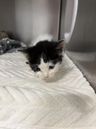 MELLO