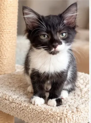 Pixie