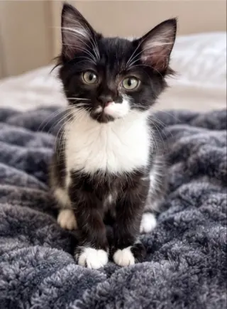 Pixie