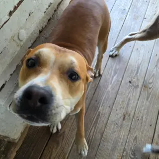 Brownie (Courtesy Listing)
