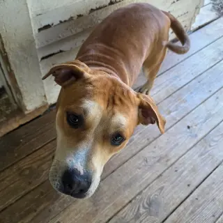 Brownie (Courtesy Listing)