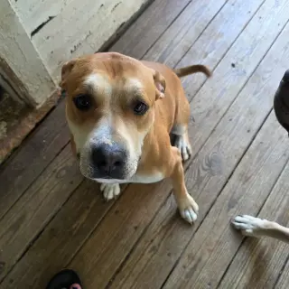 Brownie (Courtesy Listing)