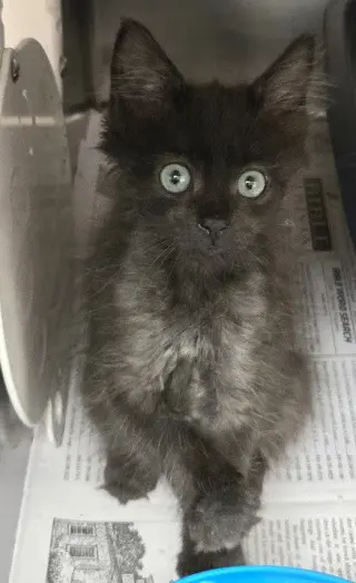 Thunder