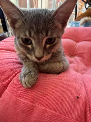 Ollie