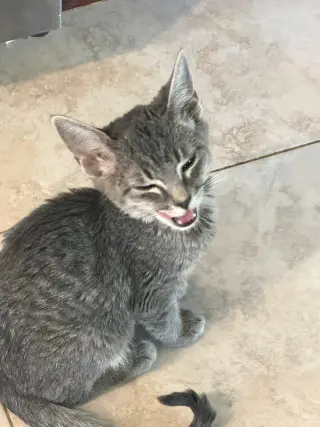 Ollie