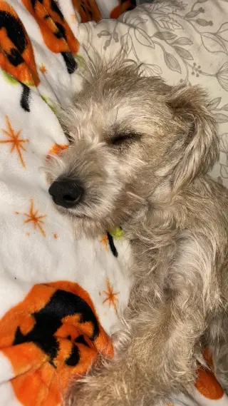 Junior Schnauzer