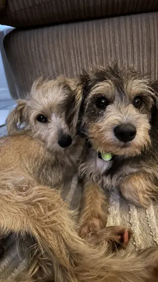 Junior Schnauzer