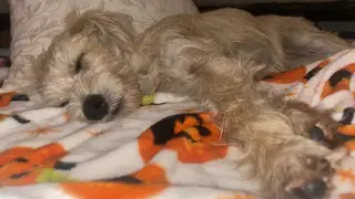 Junior Schnauzer