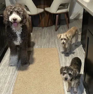 Junior Schnauzer