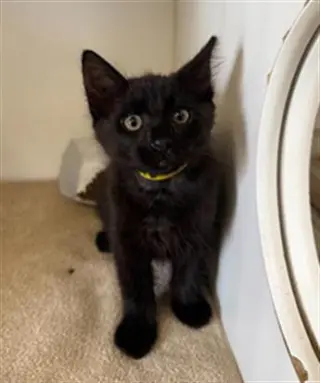 NICO