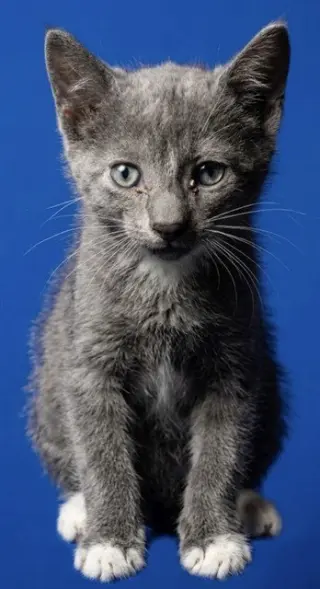 MILO