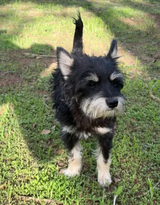 Artie