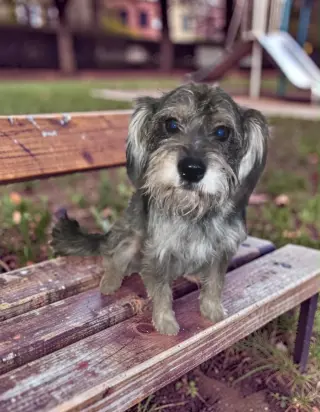 Otis