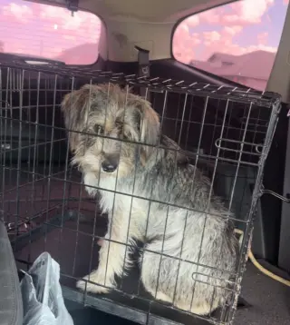 Otis