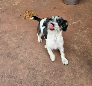 Darcy