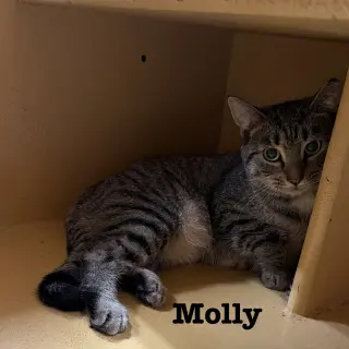 Molly