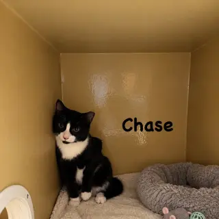 Chase