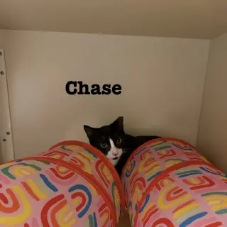 Chase