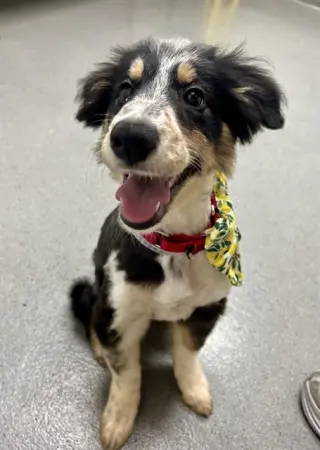 BINDI