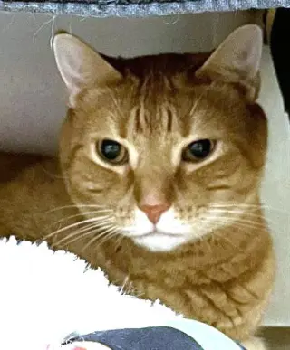 SAMMY