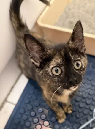 Portia