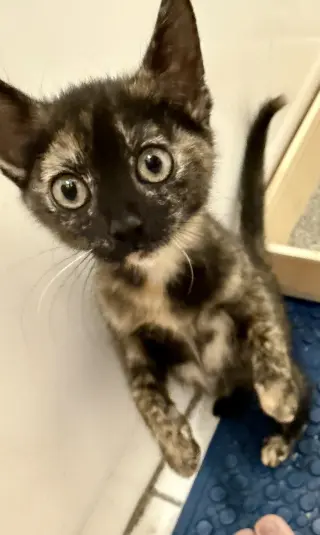 Portia