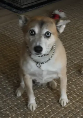Nova