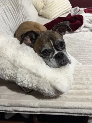 Reggie *Needs Foster*