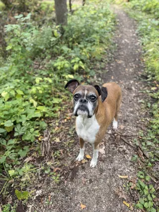 Reggie *Needs Foster*