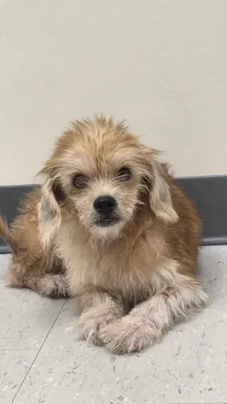 Dusty- sweetest senior