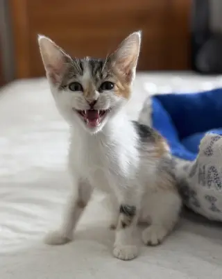 Abby