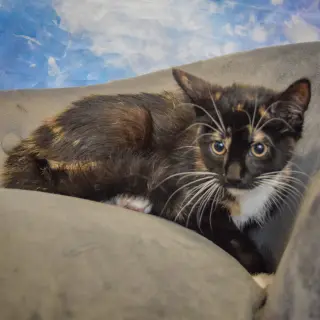 Minnie Mouse