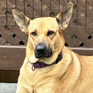 Molly