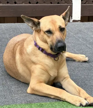 Molly