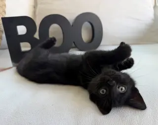 Boo26