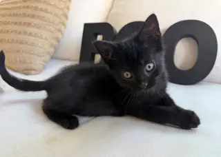 Boo26