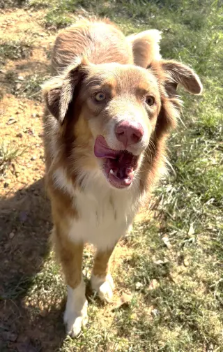 261562 Rudy