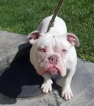 Gordo