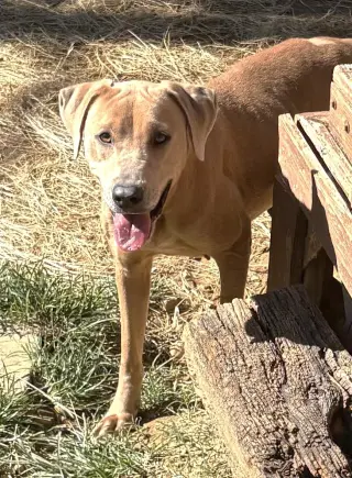 261479  Harley