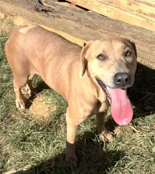 261479  Harley