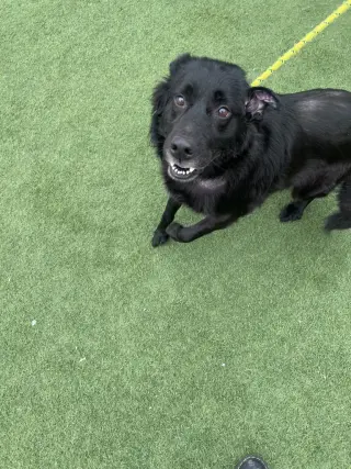 Bear