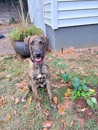 Bindi