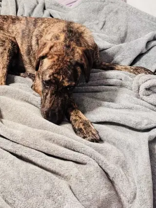 Bindi