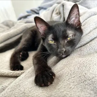 Rocky