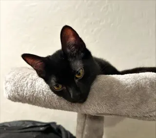 Rocky