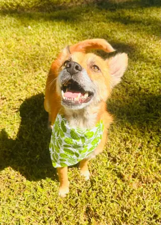 Foxy