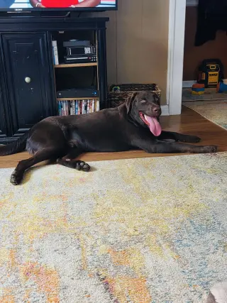 Apollo