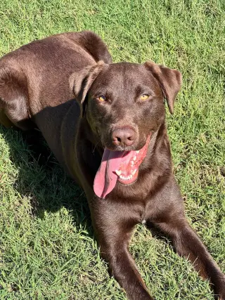 Apollo