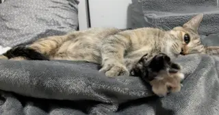 Miss Violet