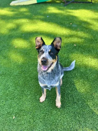 Rosco